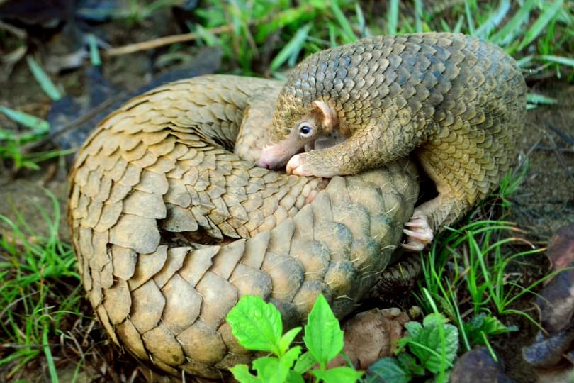 Philippine Pangolin Curled up by Gregg Yan