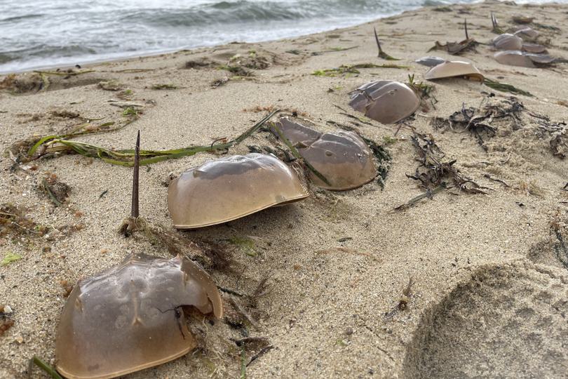Horseshoe crabs washed up photo Susanne Masters